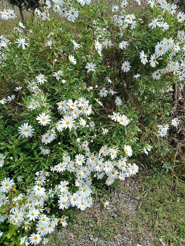 No s'ha trobat l'arxiu